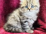 Chester - Persian Kitten For Sale - Callahan, FL, US