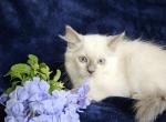 Rosie - Ragdoll Kitten For Sale - FL, US