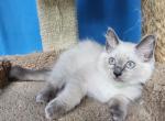 Chance - Ragdoll Kitten For Sale - FL, US