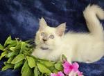 Prince - Ragdoll Kitten For Sale - FL, US