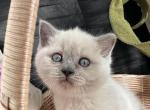 Masha - British Shorthair Kitten For Sale - Columbus, OH, US