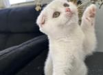 Rose - Scottish Fold Kitten For Sale - Columbus, OH, US