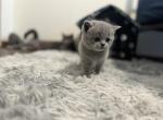 Archer - British Shorthair Kitten For Sale - 