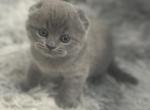 Ashley - Scottish Fold Kitten For Sale - 