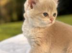 Gala - British Shorthair Kitten For Sale - Fairfax, VA, US