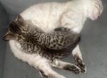 Bengal - Bengal Kitten For Sale - 