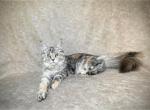 Kai the Kindhearted - Maine Coon Cat For Sale/Retired Breeding - Marietta, GA, US