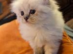 Precious Blue Point Registered - Himalayan Kitten For Sale - Perry, FL, US