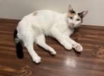 Allison - Domestic Cat For Sale - 