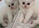 Booney - Persian Cat For Sale/Service - Ridgefield, NJ, US