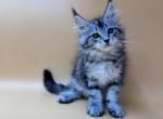 Lana - Maine Coon Kitten For Sale - Brighton, CO, US