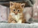 Jesse James - Maine Coon Kitten For Sale - Brighton, CO, US