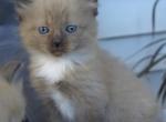 Tassie - Domestic Kitten For Sale - Tower City, PA, US