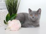 Luxor - British Shorthair Kitten For Sale - Virginia Beach, VA, US