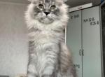 Gro - Maine Coon Kitten For Sale - Virginia Beach, VA, US