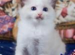 Henry - Ragdoll Kitten For Sale - Virginia Beach, VA, US