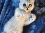 REDUCED - British Shorthair Kitten For Sale - La Pine, OR, US