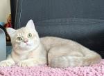 Dario - British Shorthair Kitten For Sale - Gurnee, IL, US