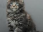 Brabus - Maine Coon Kitten For Sale - Virginia Beach, VA, US