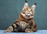 Hloya - Maine Coon Kitten For Sale - Gurnee, IL, US