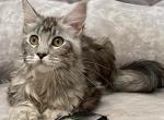 Amanda - Maine Coon Kitten For Sale - Virginia Beach, VA, US