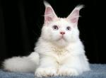 Hollywood Blue eyes - Maine Coon Kitten For Sale - Gurnee, IL, US