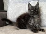 Garfield - Maine Coon Kitten For Sale - Virginia Beach, VA, US