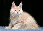 Ponchick - Maine Coon Kitten For Sale - Gurnee, IL, US