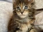 Helen - Maine Coon Kitten For Sale - Virginia Beach, VA, US