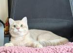 Dario - British Shorthair Kitten For Sale - Boston, MA, US