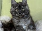 Baron - Maine Coon Kitten For Sale - Boston, MA, US