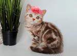 Justine - British Shorthair Kitten For Sale - Boston, MA, US