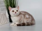 Janita - British Shorthair Kitten For Sale - Houston, TX, US