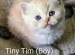 Adarri Stars - Scottish Fold Kitten For Sale - Clio, MI, US