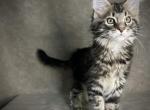 Jack - Maine Coon Kitten For Sale - Marietta, GA, US