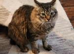 Binx - Domestic Cat For Adoption - 