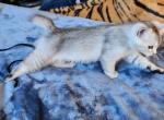 REDUCED - British Shorthair Kitten For Sale - La Pine, OR, US