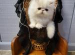 White long hair persian kitten - Persian Kitten For Sale - 