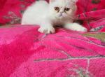 Persian kitty's males and females available - Persian Kitten For Sale - Fort Loudon, PA, US