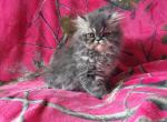 Blue long hair persian kitten - Persian Kitten For Sale - 