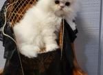 White long hair male persian kittys - Persian Kitten For Sale - 
