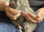 Smokay - Siberian Kitten For Sale - Port Murray, NJ, US