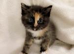Lovely cupcake - Siamese Kitten For Sale - Vancouver, WA, US