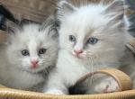 MiloStormi - Ragdoll Kitten For Sale - Newark, DE, US