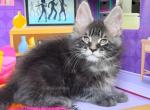 Snickers - Maine Coon Kitten For Sale - Johns Creek, GA, US