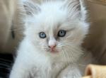 Milo - Ragdoll Kitten For Sale - Newark, DE, US