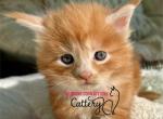 Mango - Maine Coon Kitten For Sale - 