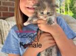 Edie - Maine Coon Kitten For Sale - 