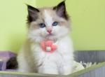 LUNA - Ragdoll Kitten For Sale - Las Vegas, NV, US