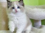 GIGi - Ragdoll Kitten For Sale - Las Vegas, NV, US